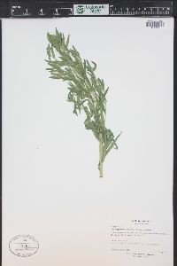 Lithospermum ruderale image