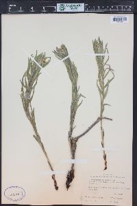 Lithospermum ruderale image