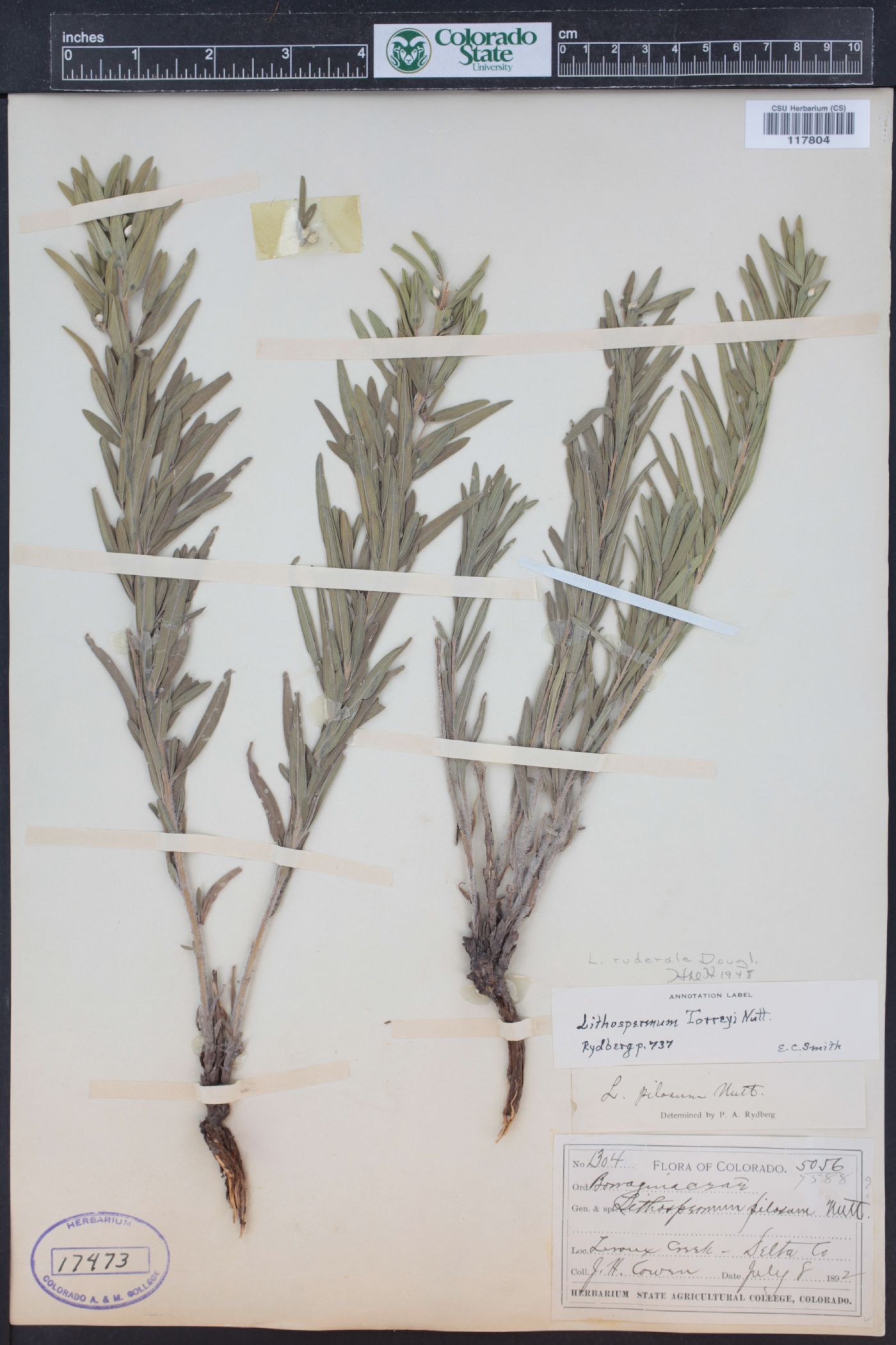 Lithospermum ruderale image