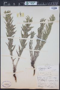 Lithospermum ruderale image