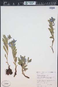 Mertensia brevistyla image