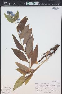 Mertensia ciliata image