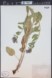 Mertensia ciliata image