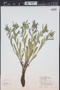 Mertensia oblongifolia image