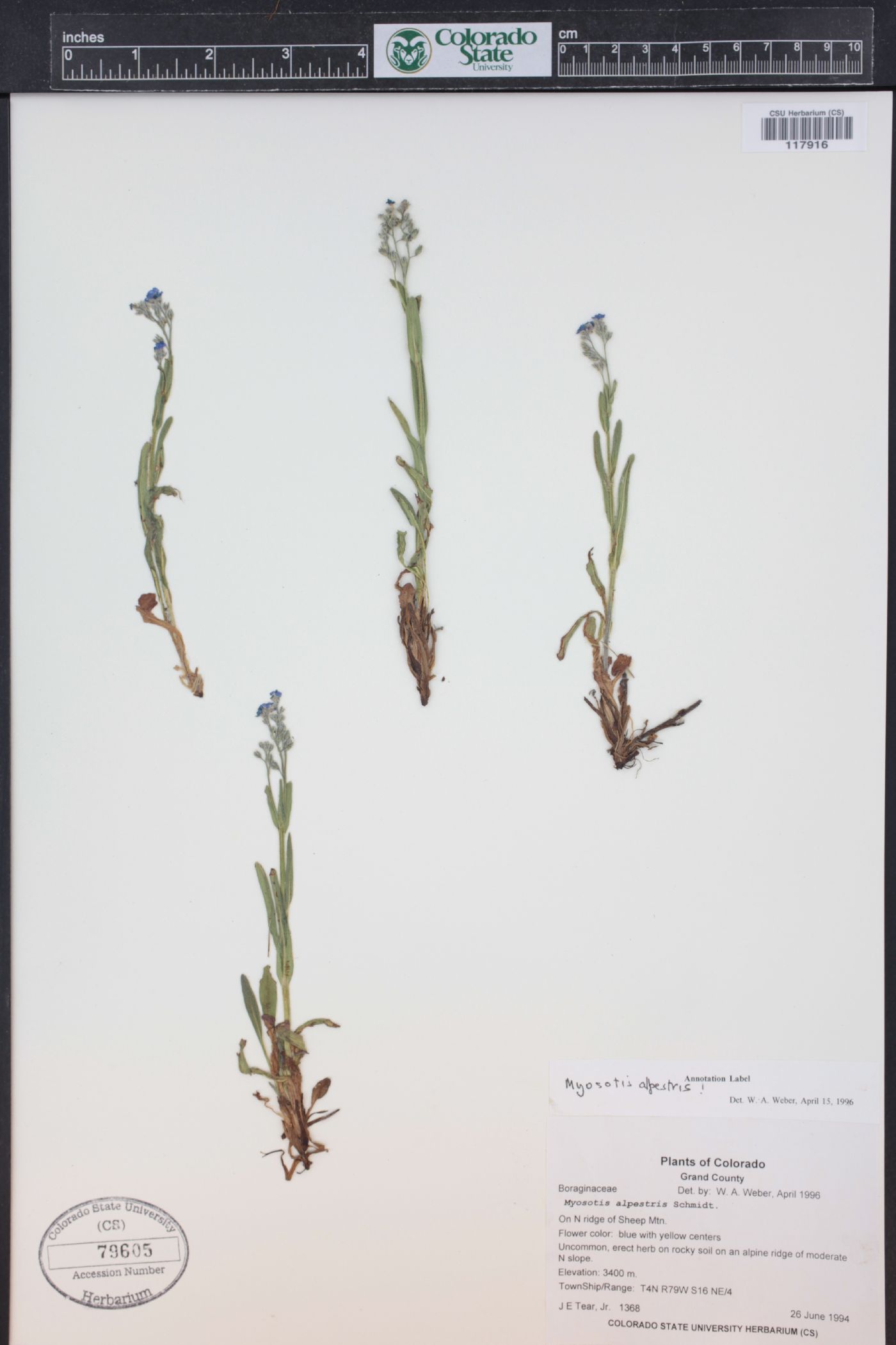 Myosotis asiatica image