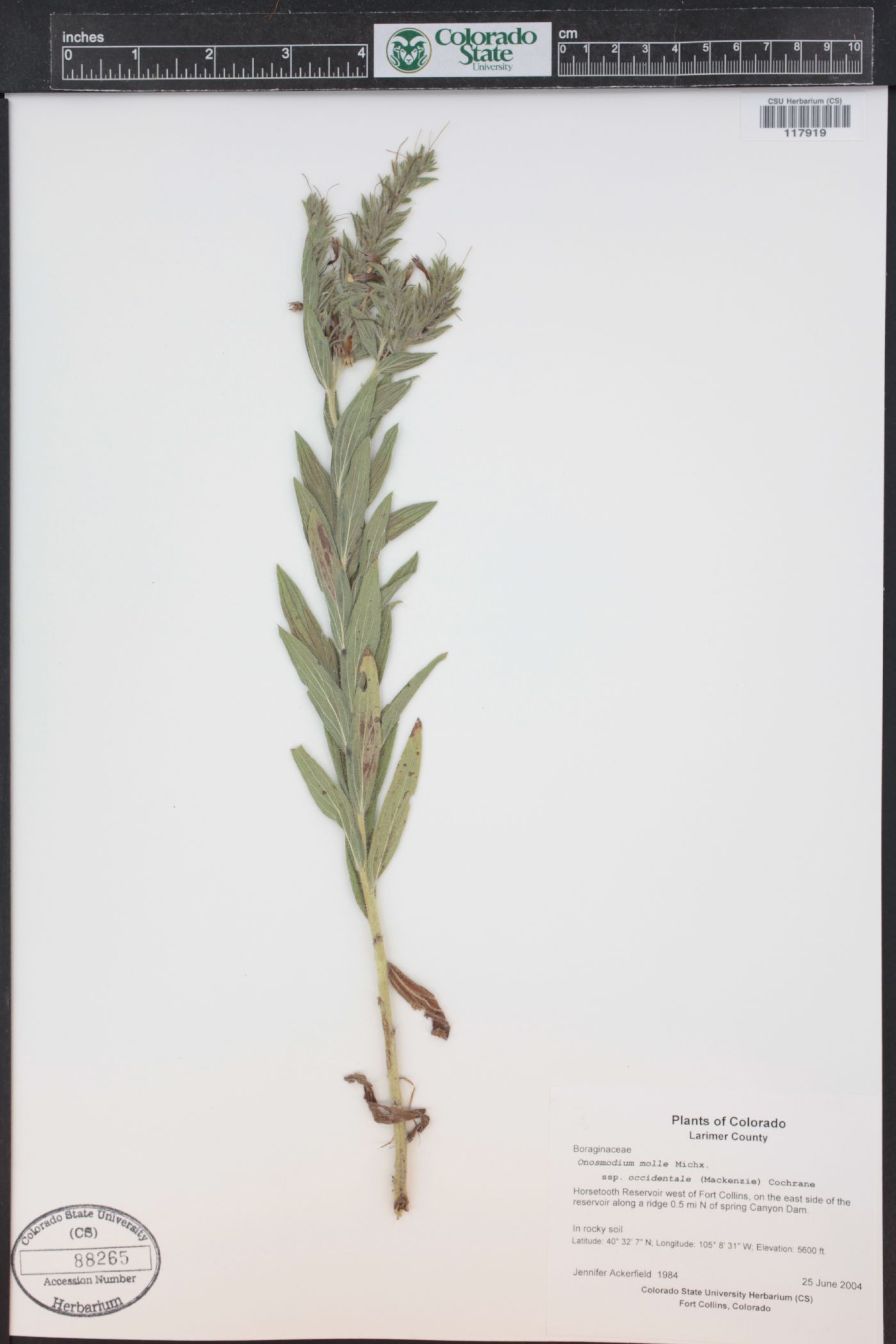 Onosmodium bejariense image