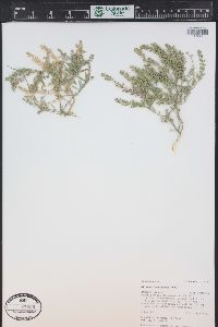 Alyssum desertorum image