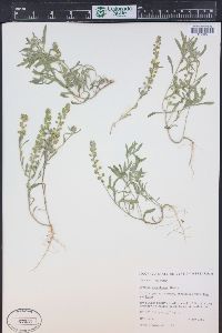 Alyssum desertorum image