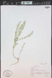 Alyssum simplex image