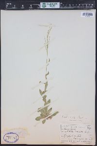 Arabis pycnocarpa image