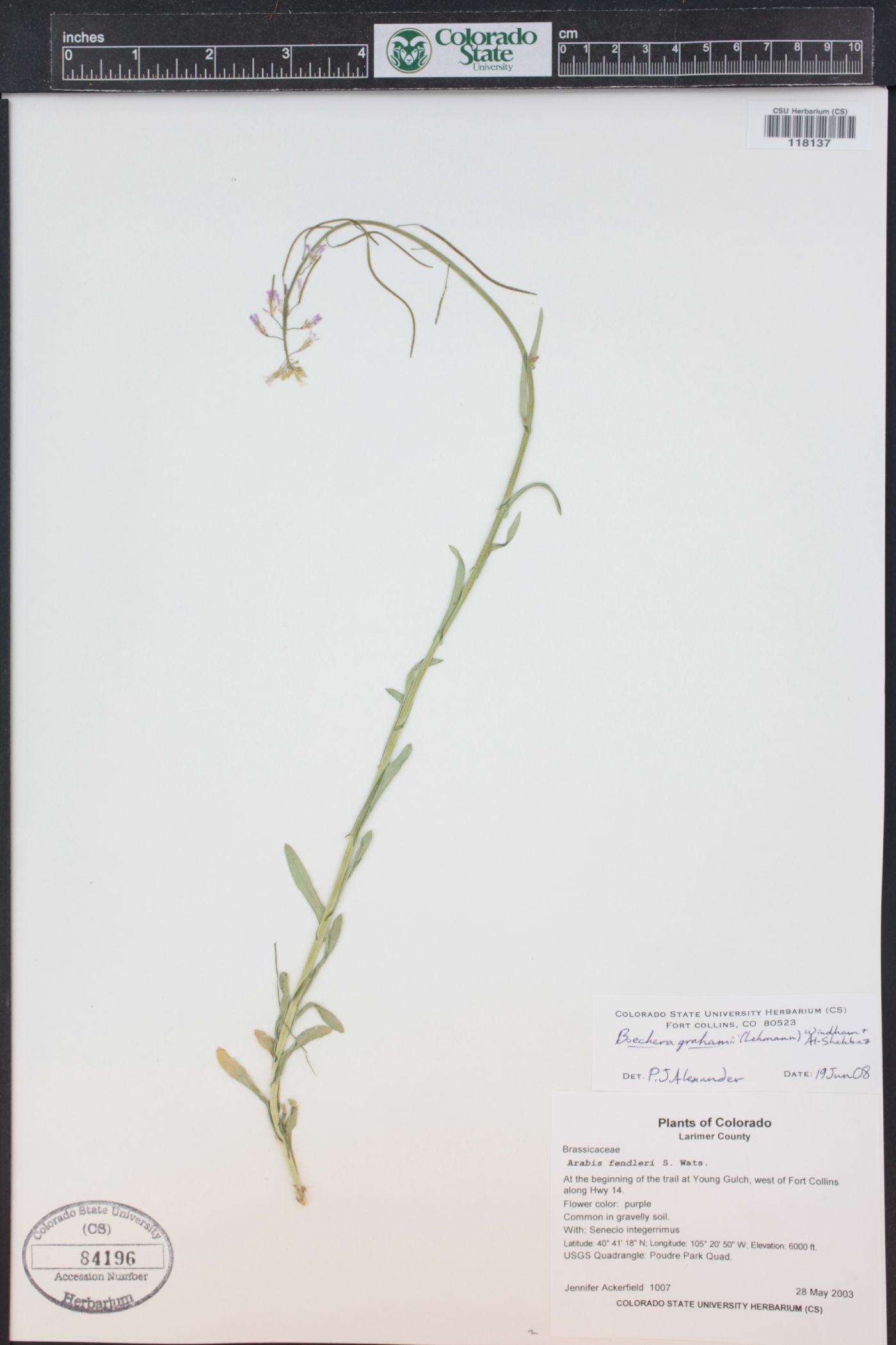 Boechera grahamii image