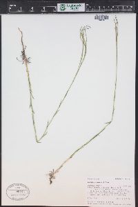 Boechera stricta image