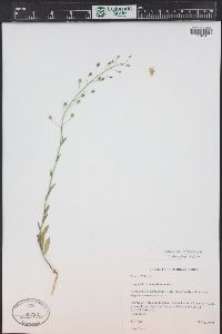 Camelina microcarpa image