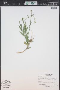 Camelina microcarpa image