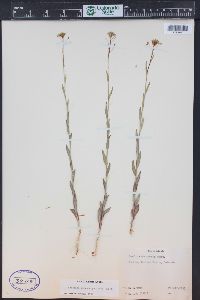 Camelina microcarpa image