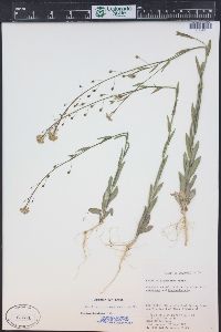 Camelina microcarpa image