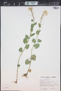 Cardamine cordifolia image