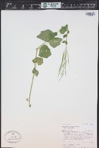 Cardamine cordifolia image