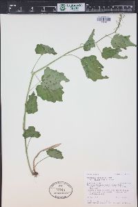 Cardamine cordifolia image