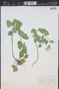 Cardamine cordifolia image