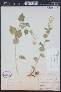 Cardamine cordifolia image