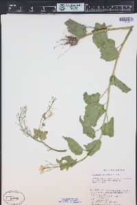 Cardamine cordifolia image