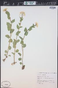 Cardamine cordifolia image