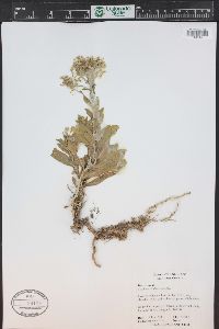 Lepidium draba image