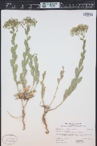 Lepidium draba image