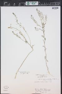 Descurainia pinnata subsp. brachycarpa image