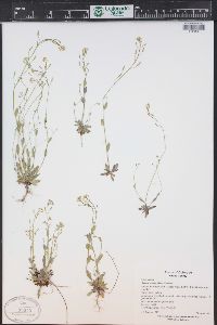 Draba albertina image