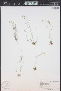 Draba albertina image