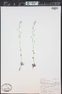 Draba albertina image