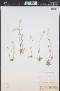 Draba albertina image