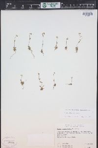 Draba albertina image