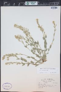 Draba aurea image