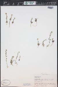 Draba aurea image