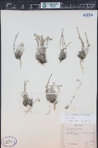 Draba cana image