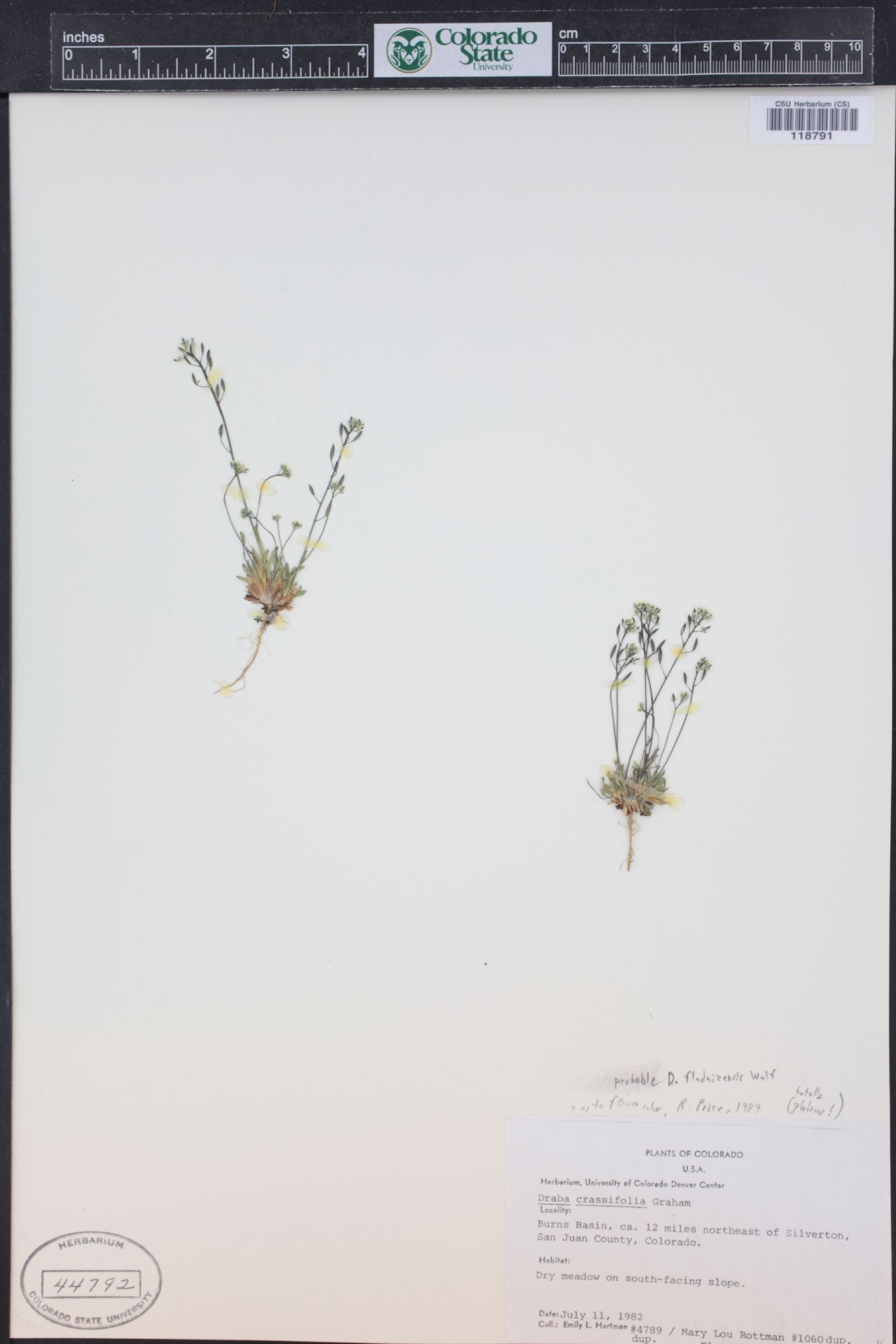 Draba fladnizensis image