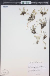 Draba oligosperma image