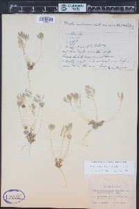 Draba reptans image