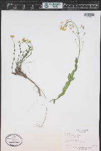 Draba spectabilis image