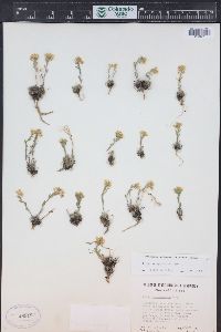 Draba streptocarpa image