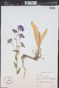 Hesperis matronalis image