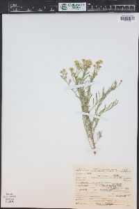 Lepidium alyssoides image