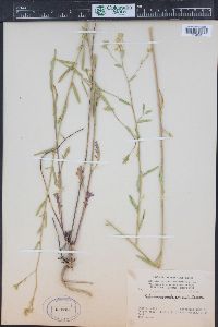 Lepidium eastwoodiae image