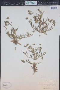 Lepidium densiflorum image