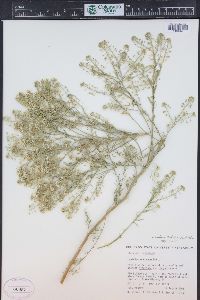 Lepidium huberi image