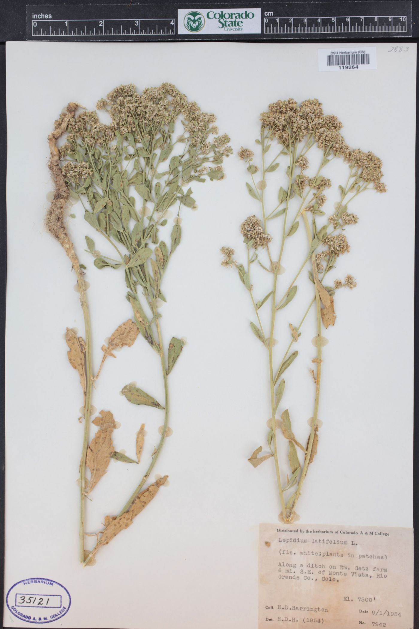 Lepidium latifolium image