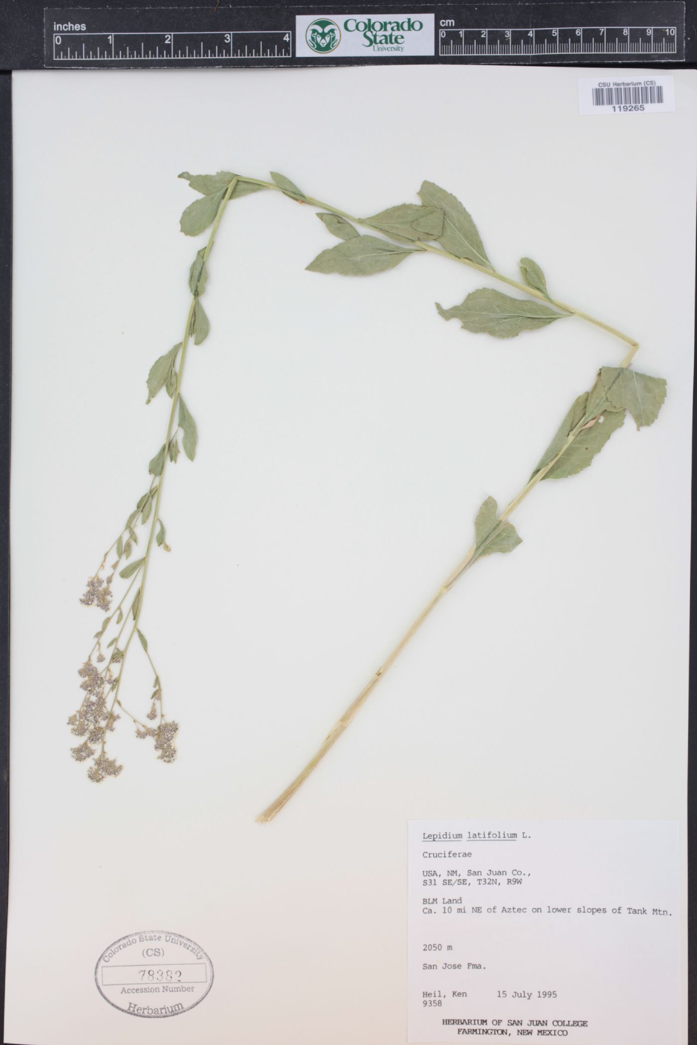 Lepidium latifolium image